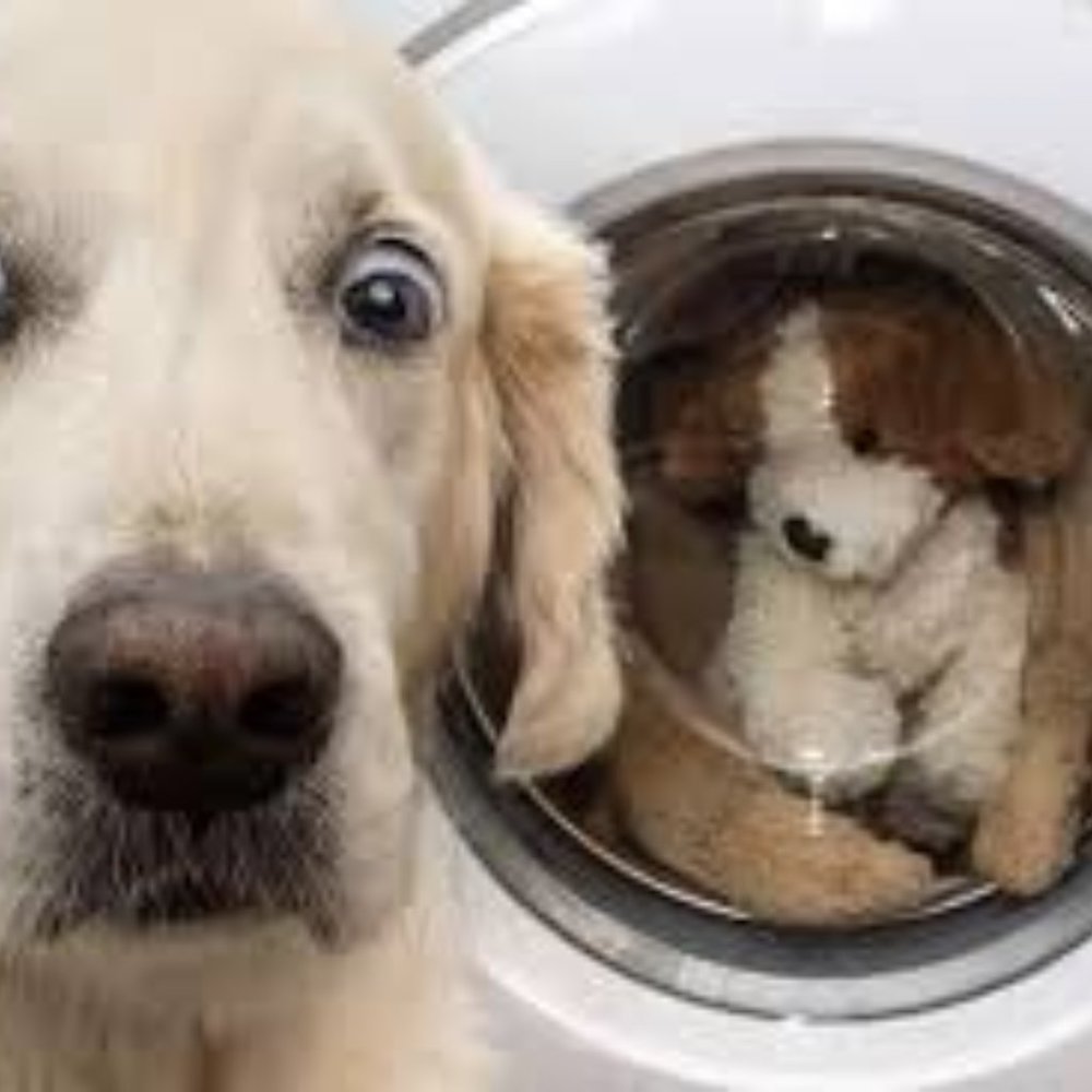 Meet your Posher, Leslie